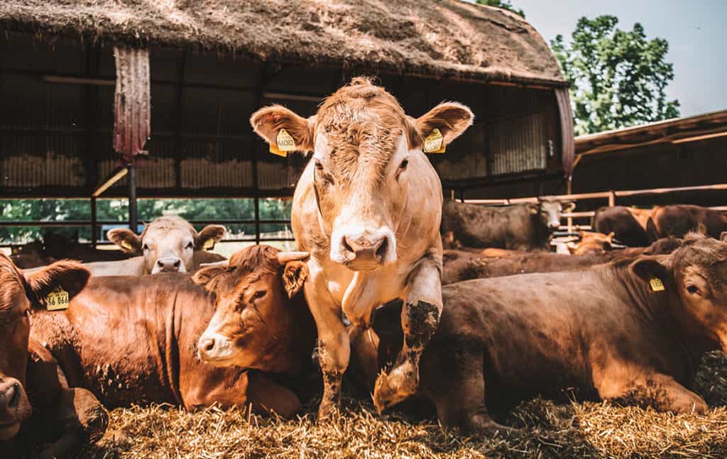 Fleischerei Mit Eigener Schlachtung In Der Nähe Eigene Schlachtung & Fleischerei | Lüddeke's Hofladen